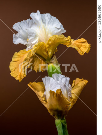 Two Elegant White and Yellow Bearded Irises on Brown Two Elegant White and Yellow Bearded Irises on Brown 126663600