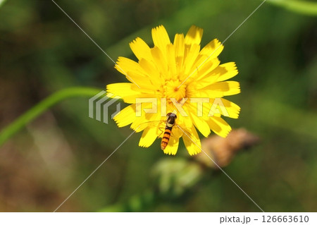 タンポポの花にとまるヒラタアブ 126663610