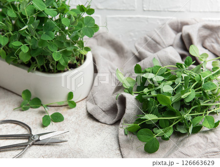Freshly cut pea shoots resting on kitchen towel beside potted plant 126663629