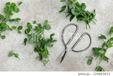 Fresh pea shoots and scissors on gray table for healthy salad Fresh pea shoots and scissors on gray table for healthy salad 126663631