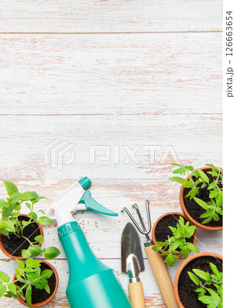 Gardening tools and seedlings on rustic white table, preparing for spring planting Gardening tools and seedlings on rustic white table, preparing for spring planting 126663654