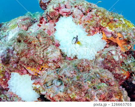 白化したイソギンチャク群生とクマノミペアとソラスズメダイ、ミツボシクロスズメダイyg群れ他。ヒリゾ浜 126663703