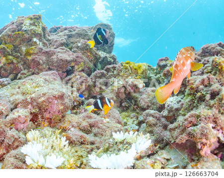 白化したイソギンチャク群生とクマノミペアとソラスズメダイ、ミツボシクロスズメダイyg群れ他。ヒリゾ浜 白化したイソギンチャク群生とクマノミペアとソラスズメダイ、ミツボシクロスズメダイyg群れ他。ヒリゾ浜 126663704