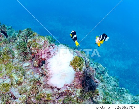 白化したイソギンチャク群生とクマノミペアとソラスズメダイ、ミツボシクロスズメダイyg群れ他。ヒリゾ浜 白化したイソギンチャク群生とクマノミペアとソラスズメダイ、ミツボシクロスズメダイyg群れ他。ヒリゾ浜 126663707
