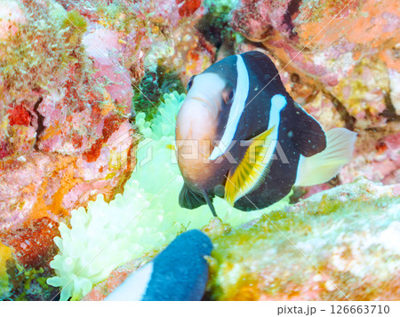 白化したイソギンチャク群生とクマノミペアとソラスズメダイ、ミツボシクロスズメダイyg群れ他。ヒリゾ浜 白化したイソギンチャク群生とクマノミペアとソラスズメダイ、ミツボシクロスズメダイyg群れ他。ヒリゾ浜 126663710