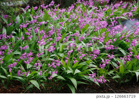 シラン シラン 126663719