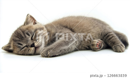 cat lying down with its eyes closed. The cat appears to be a British Shorthair, with a gray coat and pointed ears. It is lying on its side with its head resting on its front paws and its tail curled  126663839