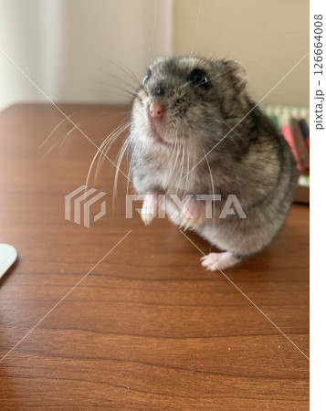 ジャンガリアンハムスターのハムちゃん ジャンガリアンハムスターのハムちゃん 126664008