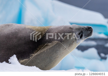 Crabeater Seal resting on a sheet of ice 126664031