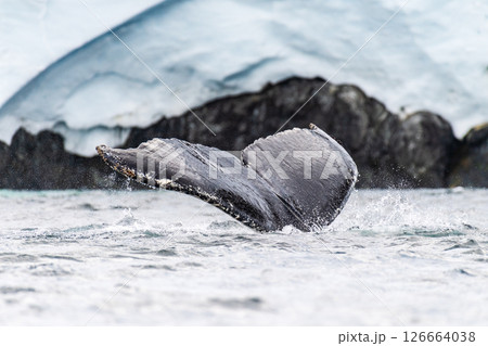 Tail of a humpback whale in the Antarctic 126664038