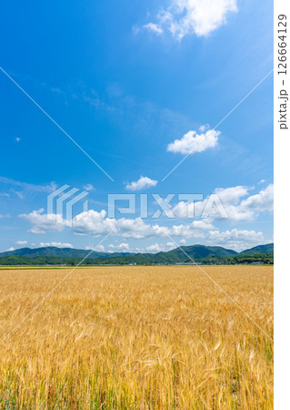 初夏の二毛作収穫期の麦畑イメージ【岡山県瀬戸内市】 初夏の二毛作収穫期の麦畑イメージ【岡山県瀬戸内市】 126664129