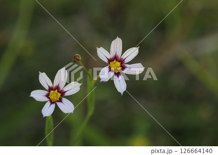 春の野原に咲く白地に中心が赤い花びらのニワゼキショウの花 春の野原に咲く白地に中心が赤い花びらのニワゼキショウの花 126664140