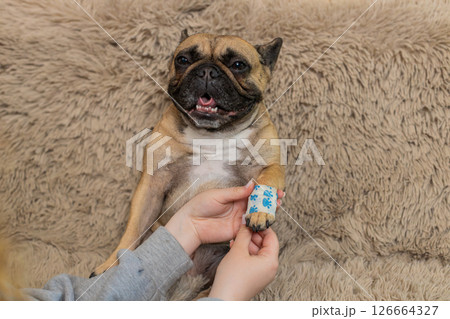 Woman wraps pug dog injured paw with bandage on home sofa, caring with gentle supportive touch 126664327