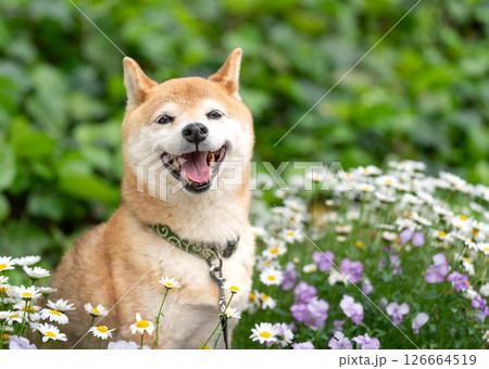 緑背景に公園で遊ぶ柴犬　可愛い柴犬　柴犬茜 126664519