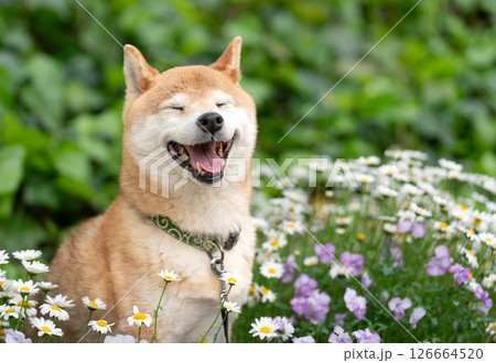 緑背景に公園で遊ぶ柴犬　可愛い柴犬　柴犬茜 126664520