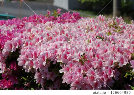 春の庭に咲くピンク色のツツジの花 126664980