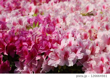 春の庭に咲くピンク色のツツジの花 126664981