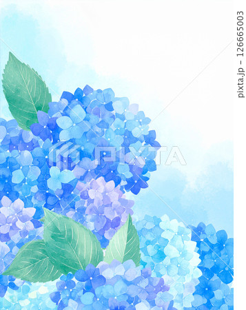 紫陽花 紫陽花 126665003