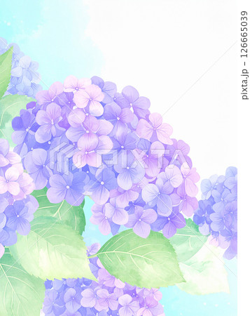 紫陽花 126665039