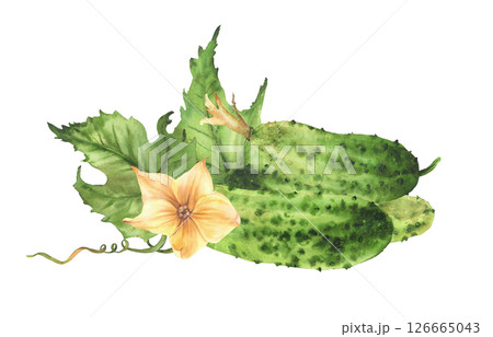 Cucumbers with yellow flowers, leaves, buds and curling plant tendril. Watercolor realistic illustration hand drawn Botanical vegetable harvest Isolated from background clipart for farm eco food label Cucumbers with yellow flowers, leaves, buds and curling plant tendril. Watercolor realistic illustration hand drawn Botanical vegetable harvest Isolated from background clipart for farm eco food label 126665043