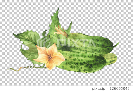 Cucumbers with yellow flowers, leaves, buds and curling plant tendril. Watercolor realistic illustration hand drawn Botanical vegetable harvest Isolated from background clipart for farm eco food label Cucumbers with yellow flowers, leaves, buds and curling plant tendril. Watercolor realistic illustration hand drawn Botanical vegetable harvest Isolated from background clipart for farm eco food label 126665043