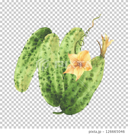 Prickly cucumbers with yellow flowers, leaves, buds and curling plant tendril Watercolor illustration hand drawn Botanical realistic vegetable harvest. Isolated from background for farm eco food label Prickly cucumbers with yellow flowers, leaves, buds and curling plant tendril Watercolor illustration hand drawn Botanical realistic vegetable harvest. Isolated from background for farm eco food label 126665046