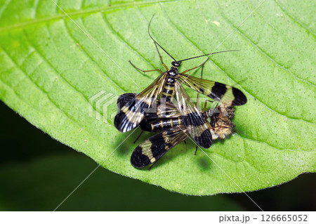 日本のヤマトシリアゲ春型の交尾風景（自然環境下ストロボマクロ撮影） 126665052