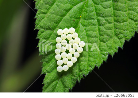 淡緑白色に初点が円を描く整然と産みつけられた美しいカメムシの卵たち（ストロボマクロ撮影） 126665053