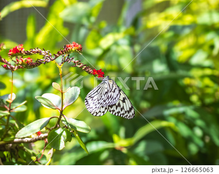 オオゴマダラ オオゴマダラ 126665063