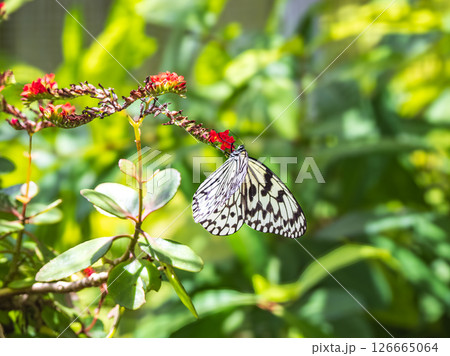 オオゴマダラ オオゴマダラ 126665064