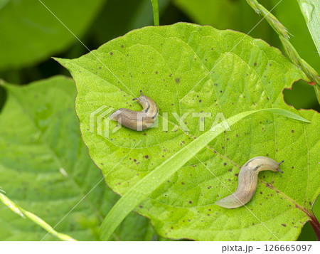 葉の上のナメクジ 126665097