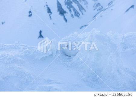 雪に溶け込む雷鳥、雷鳥の早朝の瞬間− 立山の静かな朝 126665186