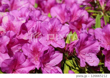 春の庭に咲くピンク色のツツジの花 春の庭に咲くピンク色のツツジの花 126665212