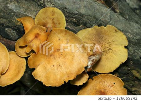 朽木に群生する老成したチャツムタケ属老菌キノコ(自然環境下マクロ撮影) 朽木に群生する老成したチャツムタケ属老菌キノコ(自然環境下マクロ撮影) 126665242