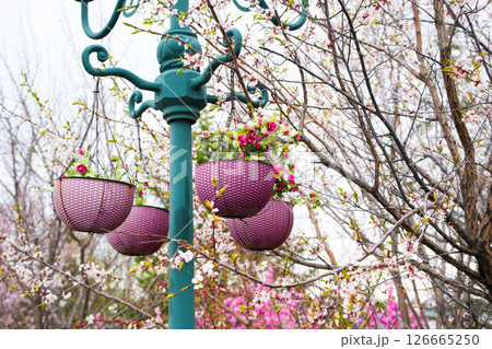 hanging flower pots outdoor with sakura blossom in background hanging flower pots outdoor with sakura blossom in background 126665250