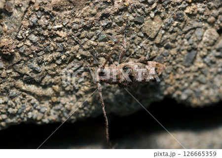 古いコンクリートと色柄がそっくりな小さなトガリシロオビサビカミキリ虫（晴天下自然光マクロ撮影） 126665359