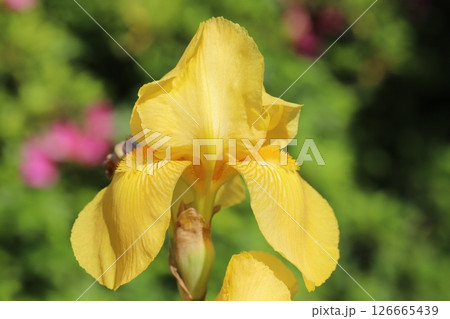 春の庭に咲く黄色いジャーマンアイリスの花 春の庭に咲く黄色いジャーマンアイリスの花 126665439