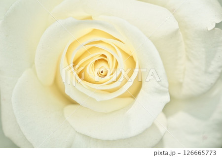 白い薔薇のクローズアップ 126665773