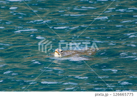 中木港内で息継ぎをするアオウミガメ。 ヒリゾ浜中木南伊豆町伊豆半島静岡県2024 126665775