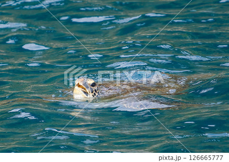 中木港内で息継ぎをするアオウミガメ。 ヒリゾ浜中木南伊豆町伊豆半島静岡県2024 126665777