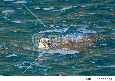 中木港内で息継ぎをするアオウミガメ。 ヒリゾ浜中木南伊豆町伊豆半島静岡県2024 126665778
