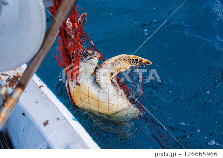 混獲で水揚げされたアオウミガメ。元気に海に帰っていった。ヒリゾ浜中木南伊豆町伊豆半島静岡県2024 126665966