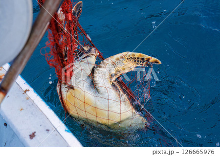 混獲で水揚げされたアオウミガメ。元気に海に帰っていった。ヒリゾ浜中木南伊豆町伊豆半島静岡県2024 126665976
