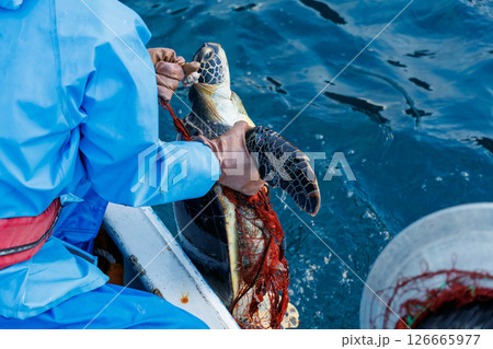混獲で水揚げされたアオウミガメ。元気に海に帰っていった。ヒリゾ浜中木南伊豆町伊豆半島静岡県2024 126665977