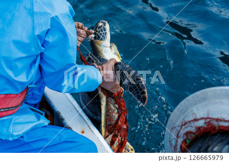 混獲で水揚げされたアオウミガメ。元気に海に帰っていった。ヒリゾ浜中木南伊豆町伊豆半島静岡県2024 混獲で水揚げされたアオウミガメ。元気に海に帰っていった。ヒリゾ浜中木南伊豆町伊豆半島静岡県2024 126665979