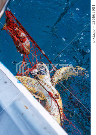 混獲で水揚げされたアオウミガメ。元気に海に帰っていった。ヒリゾ浜中木南伊豆町伊豆半島静岡県2024 126665981