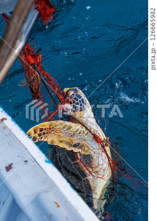 混獲で水揚げされたアオウミガメ。元気に海に帰っていった。ヒリゾ浜中木南伊豆町伊豆半島静岡県2024 混獲で水揚げされたアオウミガメ。元気に海に帰っていった。ヒリゾ浜中木南伊豆町伊豆半島静岡県2024 126665982