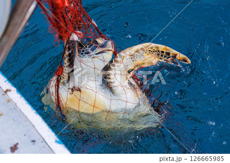 混獲で水揚げされたアオウミガメ。元気に海に帰っていった。ヒリゾ浜中木南伊豆町伊豆半島静岡県2024 混獲で水揚げされたアオウミガメ。元気に海に帰っていった。ヒリゾ浜中木南伊豆町伊豆半島静岡県2024 126665985