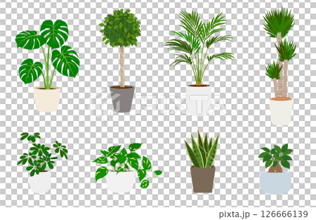 室內植物一套 126666139