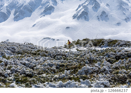 残雪の春の立山のハイマツと登山者 残雪の春の立山のハイマツと登山者 126666237